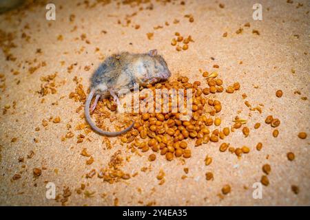 Gros plan d'une souris morte couchée à côté d'un grain empoisonné. Banque D'Images