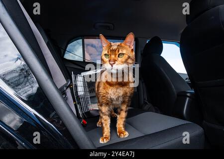 Chat Bengal debout sur le siège auto avec le transporteur dans le dos. Concepts de voyage et de transport pour animaux de compagnie. Banque D'Images