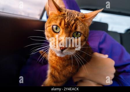 Chat du Bengale tenu par une personne dans une voiture. Concept de voyage et de compagnie pour animaux de compagnie. Banque D'Images