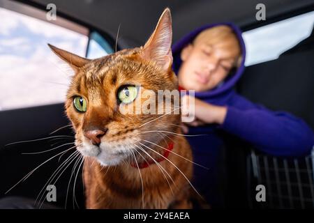 Chat du Bengale tenu par une personne dans une voiture. Concept de voyage et de compagnie pour animaux de compagnie. Banque D'Images