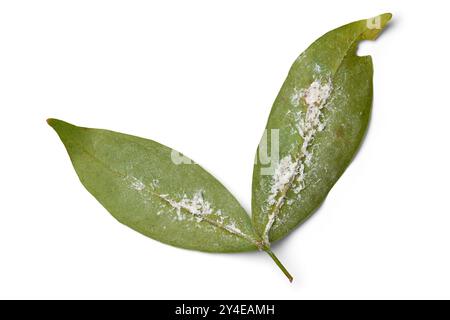 les mouches blanches infestent les feuilles de fond blanc isolé, la sève sucant de minuscules insectes volants blancs infectent les feuilles vertes dans le jardin, les parasites communs des plantes d'intérieur Banque D'Images