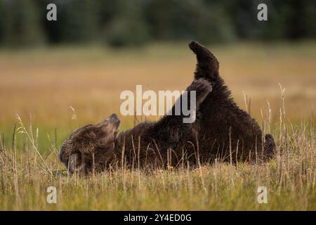 Ours brun roulant et étirant, parc national de Lake Clark, Alaska Banque D'Images