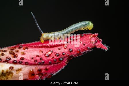 Gros plan chenille verte sur fleur rose. Banque D'Images