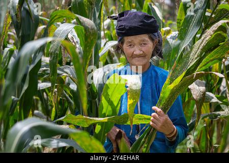 Femme hmong locale travaillant dans un champ de maïs dans le village culturel de Lung Cam dans la province de Ha Giang au nord du Vietnam Banque D'Images