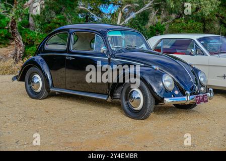 Coccinelle Volkswagen de 1961 construite en Australie, en noir, photographiée en Victoria, Australie Banque D'Images