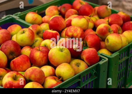 Vue de deux boîtes avec des pommes rouges et jaunes mûres au marché. Banque D'Images
