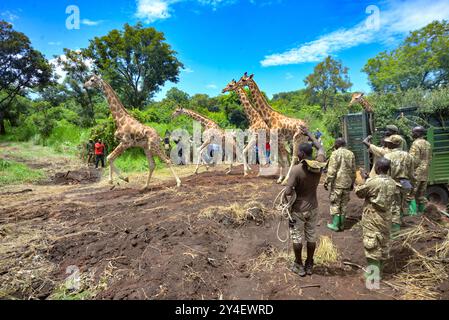 Les girafes de Rothschild courent dans leur nouvelle maison après avoir été transférées de la rive nord à la rive sud du Nil à Murchison FAL Banque D'Images