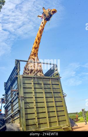 Une girafe de Rothschild bandée est placée dans un camion pour être transportée de la rive nord à la rive sud du Nil à Murchison Falls Banque D'Images