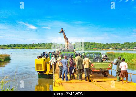 Une girafe de Rothschild bandée traverse le Nil sur un traversier alors qu'elle est transportée vers la rive sud du Nil à Murchison Falls Banque D'Images