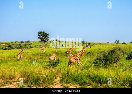 Girafes de Rothschild dans le parc national de Murchison Falls Ouganda. Le parc national de Murchison Falls abrite la plus grande population de girafes Rothschild Banque D'Images