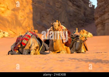 Trois dromadaires chameaux couchés dans le sable du désert, Wadi Rum, Jordanie Banque D'Images