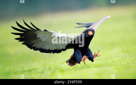 Le bateleur ou Terathopius ecaudatuslies au-dessus du sol pour la proie, la meilleure photo. Banque D'Images