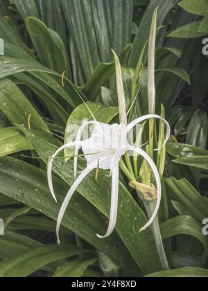 Le lis d'araignée de plage ou Hymenocallis littoralis, est une fleur ornementale blanche ressemblant à une araignée. Banque D'Images
