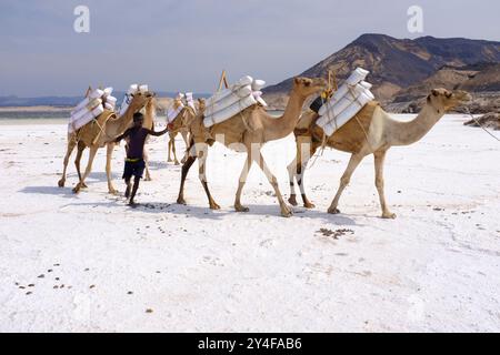 Djibouti, Lac Assal : lac salin qui se trouve à 155 m (509 ft) sous le niveau de la mer dans le Triangle de l'Afar, ce qui en fait le point le plus bas sur terre en Afrique et au Banque D'Images