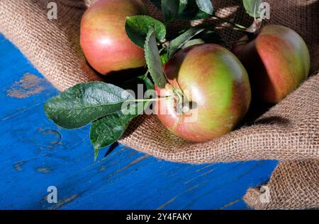 anglais mangeant des pommes sur sac sur le dessus de table peint en bleu Banque D'Images