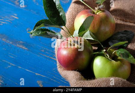 anglais mangeant des pommes sur sac sur le dessus de table peint en bleu Banque D'Images