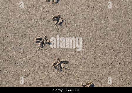 pistes d'échauffement sur une plage de sable, holkham, nord du norfolk, angleterre Banque D'Images