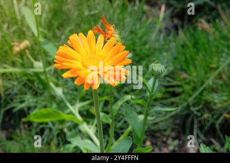 Calendula officinalis dans le jardinage. Marguerite fleurie. Fleurs de médecine dans le pré. Cottage jardin. Banque D'Images