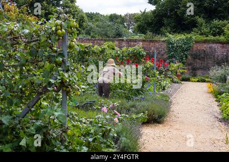 Osbourne House Garden assisté par un jardinier bénévole, île de Wight, royaume-uni Banque D'Images