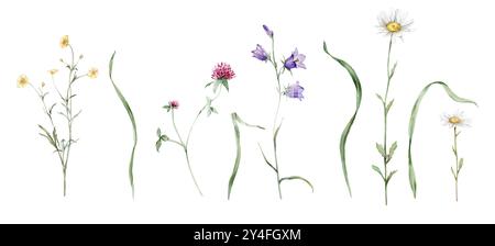 Watercolor botanical set of summer meadow flowers. Hand drawn illustration of pink clover and blue bluebell. Yellow buttercup and green grass and Banque D'Images