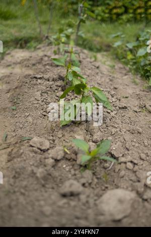 Vue de dessus. Le processus de plantation de plants de poivron dans le jardin. Travail de printemps dans le jardin. Banque D'Images