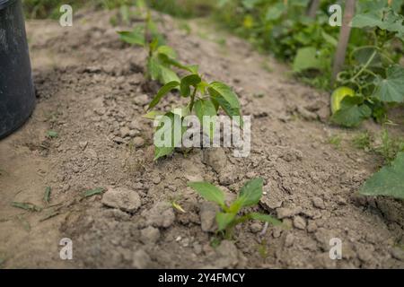 Vue de dessus. Le processus de plantation de plants de poivron dans le jardin. Travail de printemps dans le jardin. Banque D'Images