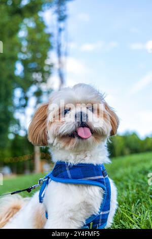 Un petit chien blanc et brun porte un harnais bleu et est assis sur l'herbe. Le chien a une langue qui dépasse et il profite du plein air Banque D'Images