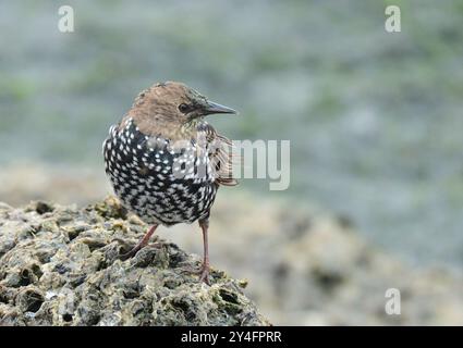 Starlind en automne Banque D'Images