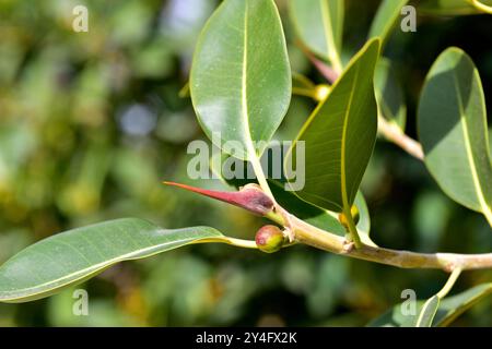 La figue de Port Jackson (Ficus rubiginosa) est un arbre originaire de l'est de l'Australie. Détail fruits et feuilles. Banque D'Images