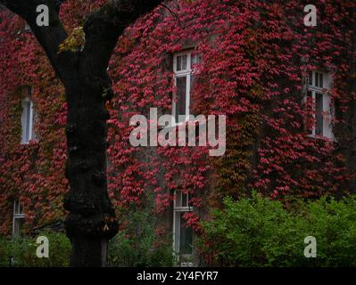 Façade de maison recouverte de lierre. Parthenocissus Tricuspidata plante de vigne pérenne grimpante sur le mur en couleur rouge automne. Banque D'Images