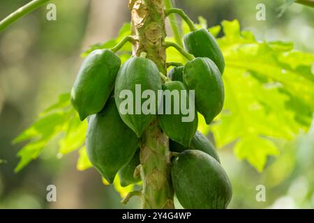 Bouquet de papayes crues accrochées à un papaye dans le jardin de Mangalore dans le Karnataka, Inde. Aussi appelé Carica papaya. Banque D'Images
