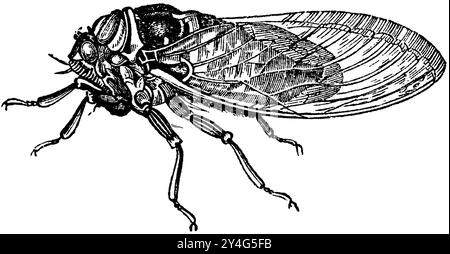 Common cigada, Cicada orni, anonym (livre de zoologie, 1877), Mannasingzikade, Cigale de l'orne Banque D'Images