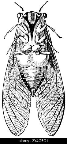 Cigale commune, orgue shrill, Cicada orni, (encyclopédie, 1893), Mannasingzikade, Schrillorgan, Cigale de l'orne, Organe strident Banque D'Images
