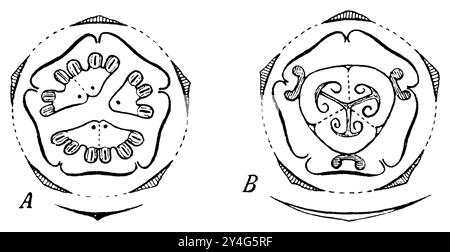 Concombre squirting, diagramme floral, A mâle, B femelle, Ecballium elaterium, Schimper, Andreas Franz Wilhelm (Botany book, 1900), Spritzgurke, Blütendiagramm, A männlich, b weiblich, Concombre d'âne, diagramme floral, A mâle, B femelle Banque D'Images