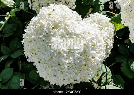 Hydrangea Aborescens Annabelle : Exeter Cathedral Yard, Devon, Royaume-Uni Banque D'Images