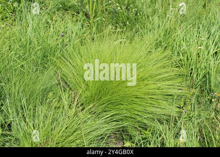 Green Prairie dropseed à Miami Woods à Morton Grove, Illinois Banque D'Images