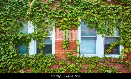 Façade en brique couverte de lierre avec fenêtres blanches vue au niveau des yeux Banque D'Images