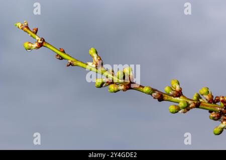 Fond floral avec fleurs blanches et feuilles vertes. Fleurs de prune dans le jardin de printemps. Fleurs d'arbre de prunes sauvages. Macro, gros plan.sélectif Banque D'Images