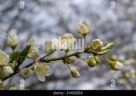 Foyer sélectif de belles branches de fleurs de prune sur l'arbre sous ciel bleu, belles fleurs Sakura pendant la saison de printemps dans le parc, Floral p Banque D'Images