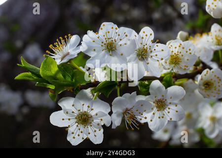 Foyer sélectif de belles branches de fleurs de prune sur l'arbre sous ciel bleu, belles fleurs Sakura pendant la saison de printemps dans le parc, Floral p Banque D'Images