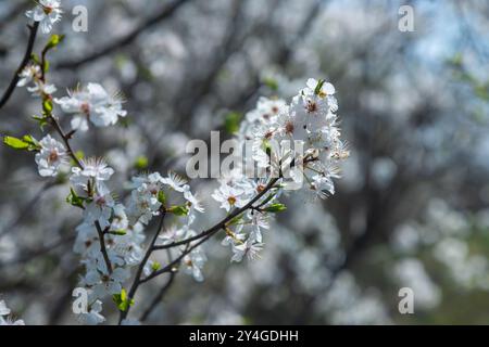 Foyer sélectif de belles branches de fleurs de prune sur l'arbre sous ciel bleu, belles fleurs Sakura pendant la saison de printemps dans le parc, Floral p Banque D'Images