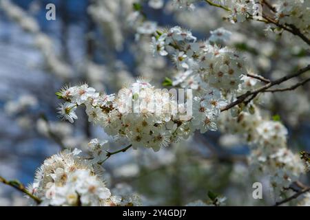 Foyer sélectif de belles branches de fleurs de prune sur l'arbre sous ciel bleu, belles fleurs Sakura pendant la saison de printemps dans le parc, Floral p Banque D'Images