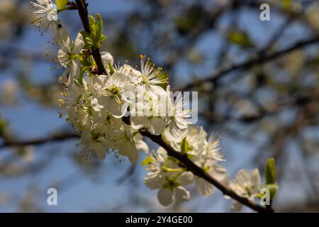 Foyer sélectif de belles branches de fleurs de prune sur l'arbre sous ciel bleu, belles fleurs Sakura pendant la saison de printemps dans le parc, Floral p Banque D'Images