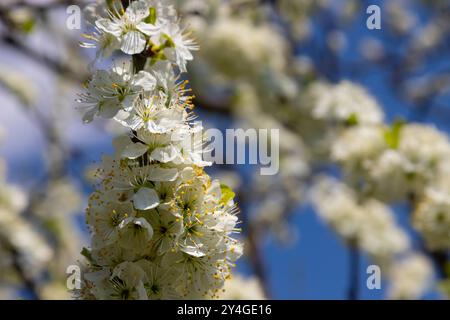 Foyer sélectif de belles branches de fleurs de prune sur l'arbre sous ciel bleu, belles fleurs Sakura pendant la saison de printemps dans le parc, Floral p Banque D'Images