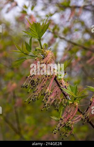 L'érable à feuilles de frêne Acer negundo fleurit au début du printemps, jour ensoleillé et environnement naturel, arrière-plan flou. Banque D'Images