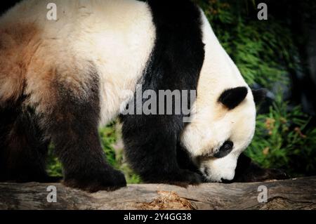 Giant Panda National Zoo Washington DC // WASHINGTON DC — Un panda géant au zoo national de Smithsonian en 2008, lorsque l'établissement hébergeait trois pandas : Mei Xiang, Tian Tian et leur petit Tai Shan. Le programme de panda géant du zoo national, qui a débuté en 1972, représente une collaboration importante entre les États-Unis et la Chine. Grâce à des programmes de reproduction réussis, le zoo a contribué aux efforts de conservation des pandas géants. Banque D'Images