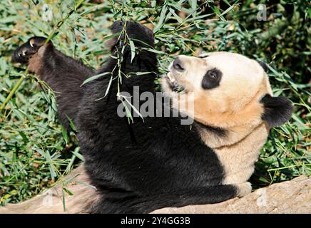 Giant Panda Eating Bamboo National Zoo Washington DC // WASHINGTON DC — Un panda géant au zoo national de Smithsonian en 2008, lorsque l'établissement hébergeait trois pandas : Mei Xiang, Tian Tian et leur petit Tai Shan. Le programme de panda géant du zoo national, qui a débuté en 1972, représente une collaboration importante entre les États-Unis et la Chine. Grâce à des programmes de reproduction réussis, le zoo a contribué aux efforts de conservation des pandas géants. Banque D'Images