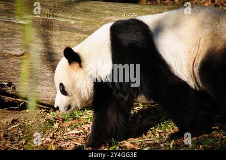 Panda géant au zoo national de Washington DC // WASHINGTON DC — Un panda géant au zoo national de Smithsonian en 2008, lorsque l'établissement hébergeait trois pandas : Mei Xiang, Tian Tian et leur petit Tai Shan. Le programme de panda géant du zoo national, qui a débuté en 1972, représente une collaboration importante entre les États-Unis et la Chine. Grâce à des programmes de reproduction réussis, le zoo a contribué aux efforts de conservation des pandas géants. Banque D'Images