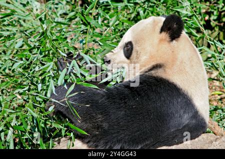 Giant Panda Eating Bamboo National Zoo Washington DC // WASHINGTON DC — Un panda géant au zoo national de Smithsonian en 2008, lorsque l'établissement hébergeait trois pandas : Mei Xiang, Tian Tian et leur petit Tai Shan. Le programme de panda géant du zoo national, qui a débuté en 1972, représente une collaboration importante entre les États-Unis et la Chine. Grâce à des programmes de reproduction réussis, le zoo a contribué aux efforts de conservation des pandas géants. Banque D'Images