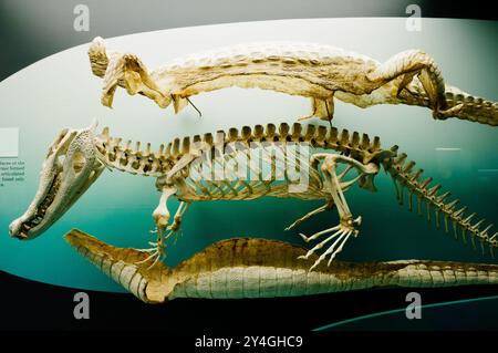 Crocodile Skeleton National Museum of Natural History Washington DC // WASHINGTON DC — Un squelette de crocodile et une peau préservée sont exposés au National Museum of Natural History de la Smithsonian institution à Washington DC. Le musée, qui fait partie du complexe Smithsonian sur le National Mall, abrite l'une des plus grandes collections d'histoire naturelle au monde avec plus de 146 millions de spécimens. Créé en 1910, le musée attire des millions de visiteurs chaque année et est connu pour ses nombreuses expositions sur l'évolution, la paléontologie et la biodiversité. Le spécimen de crocodile fait partie de la vertèbre du musée Banque D'Images